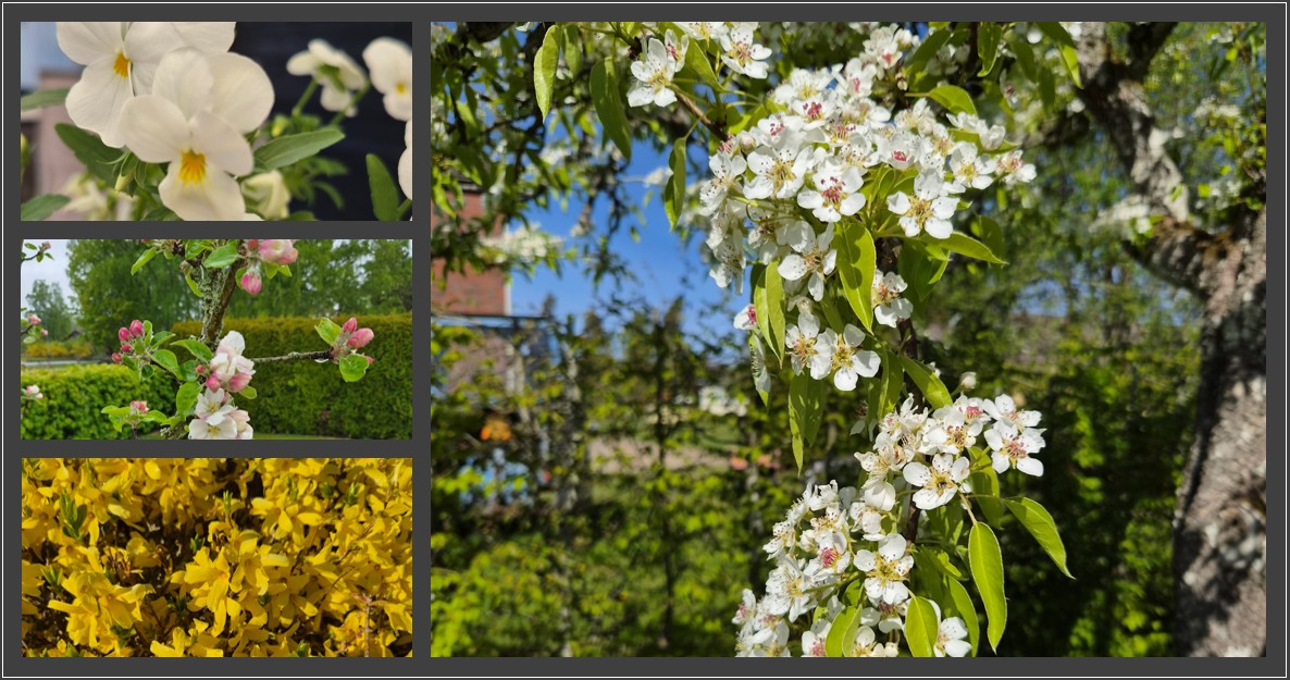 Blommor 2026
